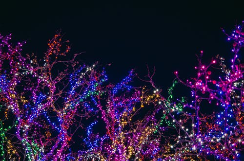 How to hang Christmas lights on your outdoor trees